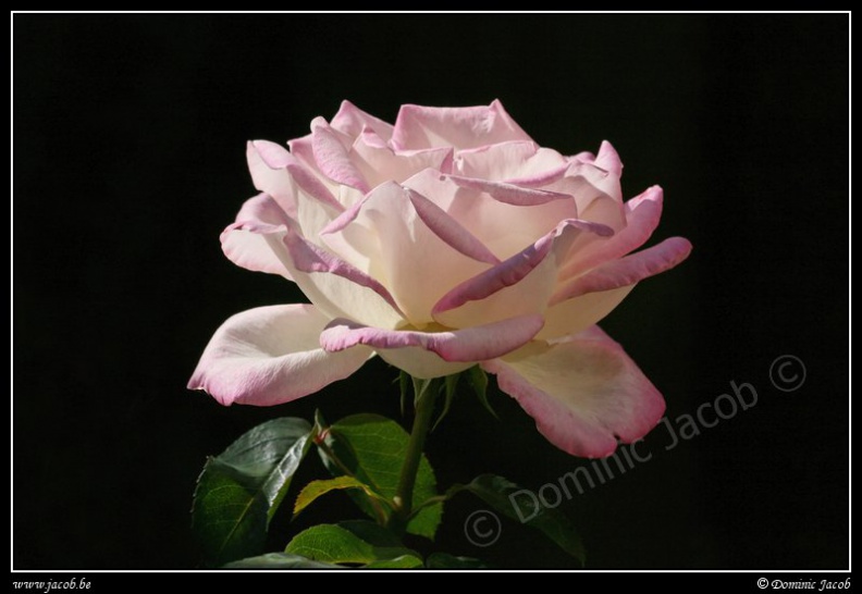 0035-Rose blanche.jpg