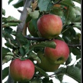 0224-Pommes.jpg