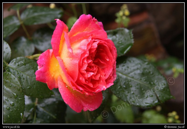 0533-Rose.jpg