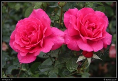 0535-Roses