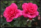 0535-Roses