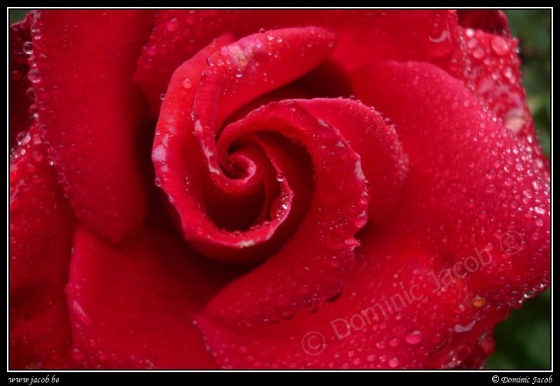 0534-Rose.jpg