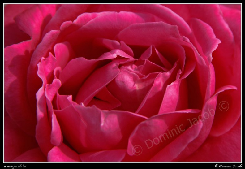 0541-Rose.jpg