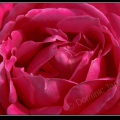 0541-Rose