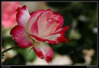 0542-Rose