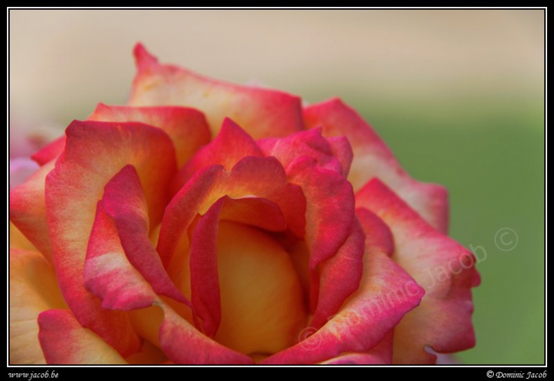 0543-Rose.jpg