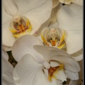 0615-Orchidees.jpg