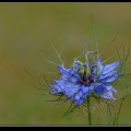 0634-Fleur bleue.jpg