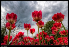 140a-Tulipes