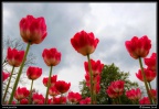 141a-Tulipes
