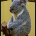 0767-Koala