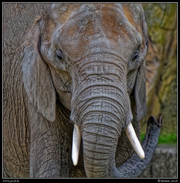 037c-Elephant.jpg