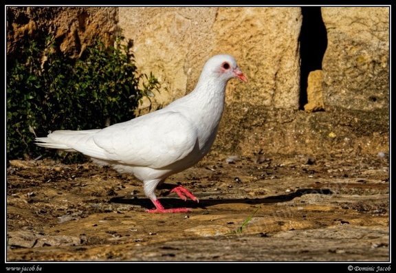 0892-Pigeon blanc