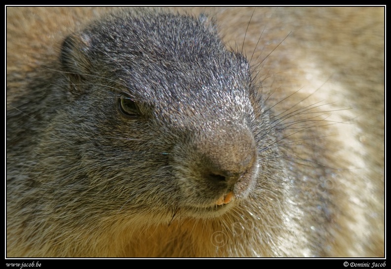 024-Marmotte
