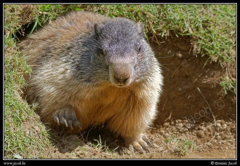 028-Marmotte.jpg