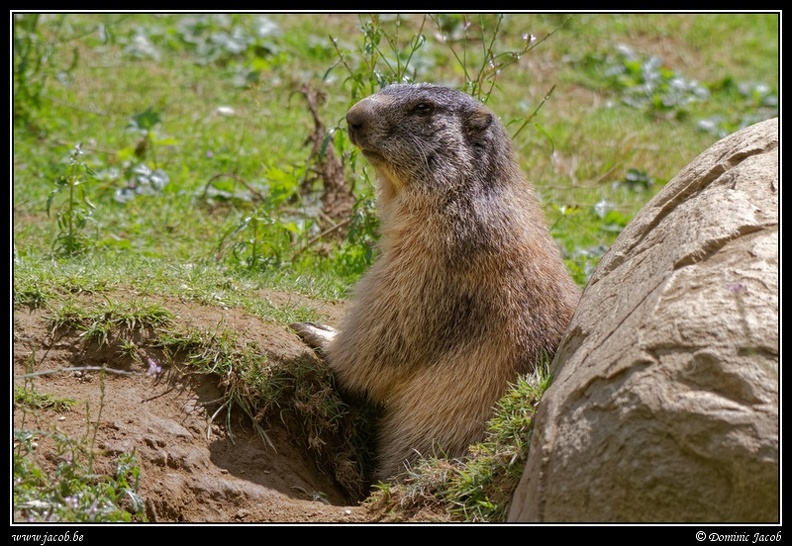 030-Marmotte.jpg