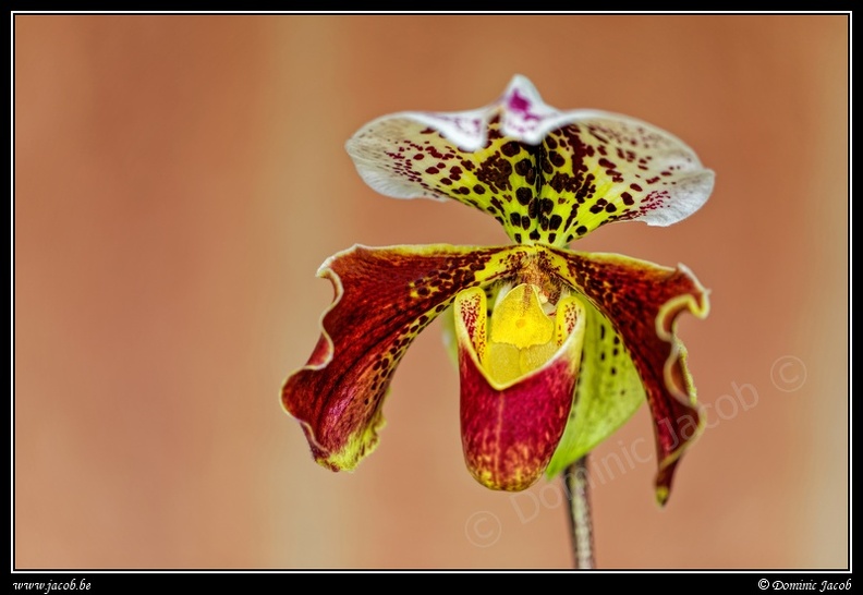 1043-Orchidée