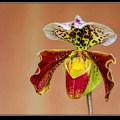 1043-Orchidée