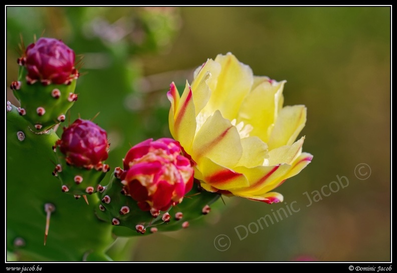 1086-Cactus fleur jaune.jpg