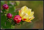 1086-Cactus fleur jaune