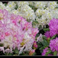 027-Floralies