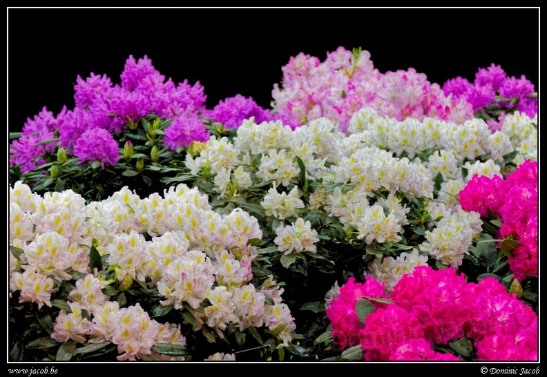 031-Floralies