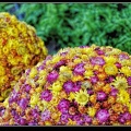 033-Floralies