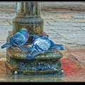 0549i-Pigeons
