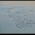029-Vol oiseaux