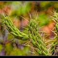 002-Cactus.jpg