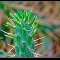 008-Cactus.jpg