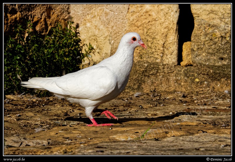 0892-Pigeon blanc