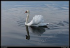 0100-Cygne