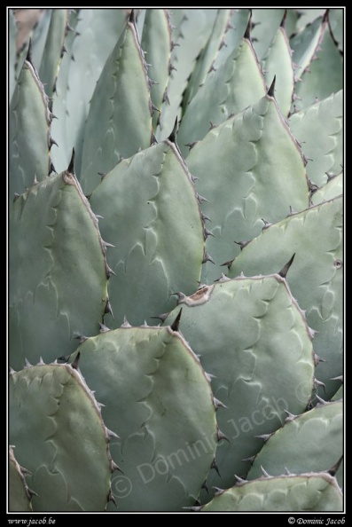 0141-Cactus.jpg