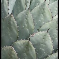 0141-Cactus