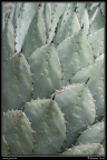 0141-Cactus