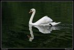 0210-Cygne