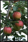 0224-Pommes