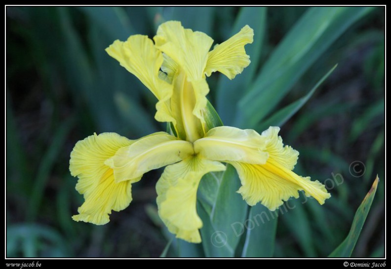 0236-Iris jaune.jpg