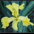 0236-Iris jaune