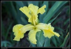 0236-Iris jaune