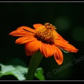 0237-Fleur orange