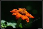 0237-Fleur orange