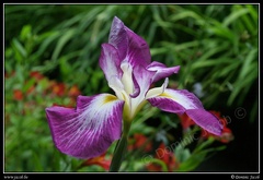 0268-Iris mauve