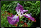 0268-Iris mauve