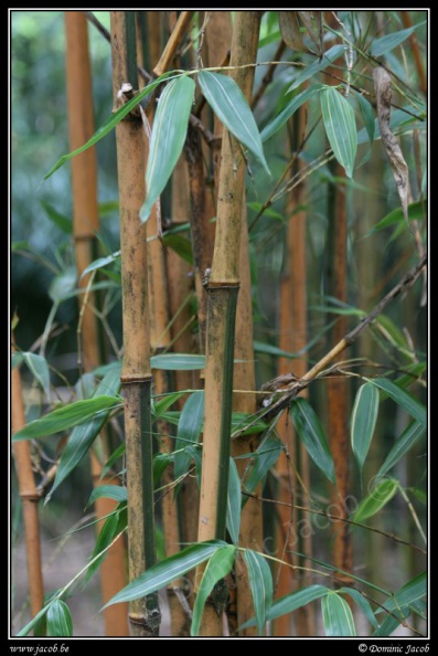 0271-Bambous.jpg