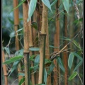 0271-Bambous