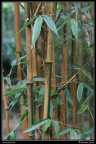 0271-Bambous
