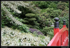 0273-Jardin japonais