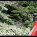 0273-Jardin japonais